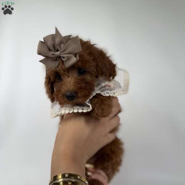 Chai- teacup, Toy Poodle Puppy