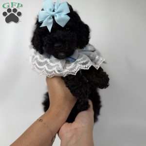 Expresso- teacup, Toy Poodle Puppy
