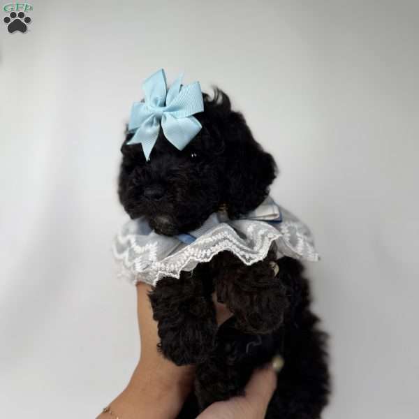 Expresso- teacup, Toy Poodle Puppy
