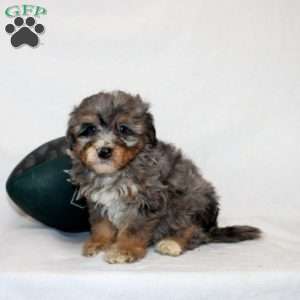 Lyla, Mini Bernedoodle Puppy
