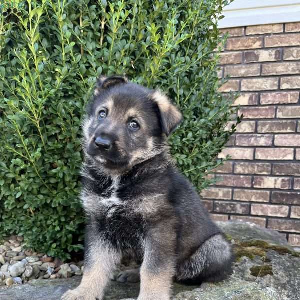 Cash, German Shepherd Puppy