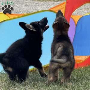 Lindsey, German Shepherd Puppy