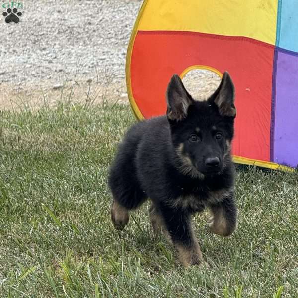 Lindsey, German Shepherd Puppy