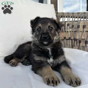 Cash, German Shepherd Puppy