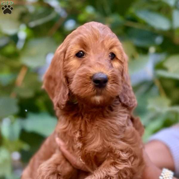 Wednesday, Irish Doodle Puppy