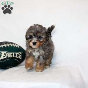 Lyla, Mini Bernedoodle Puppy