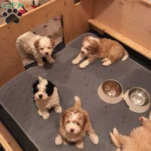 Duke, Mini Bernedoodle Puppy