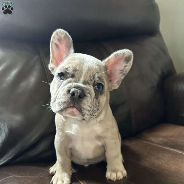 Tank, French Bulldog Puppy