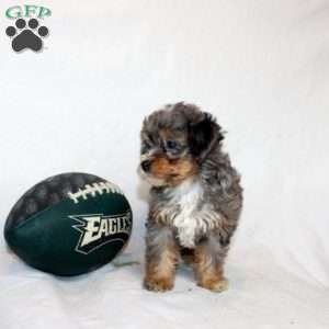 Lyla, Mini Bernedoodle Puppy
