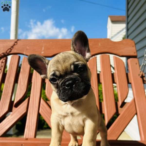 Ernie, French Bulldog Puppy