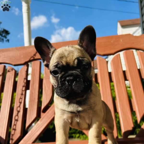 Burt, French Bulldog Puppy