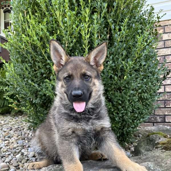 Aspen, German Shepherd Puppy