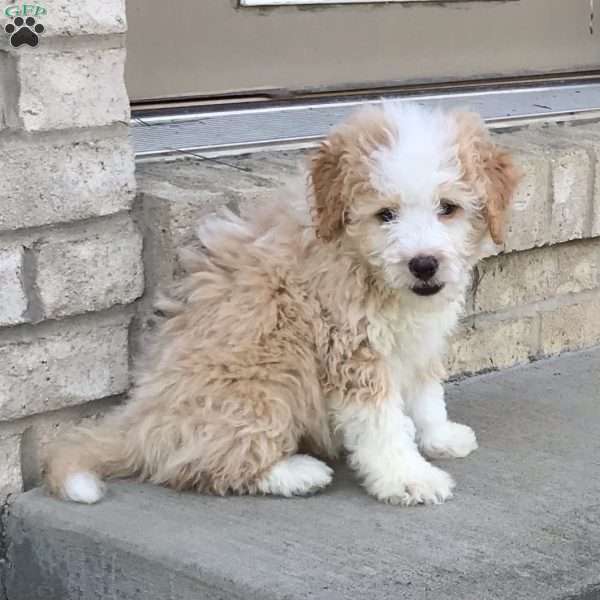Little Man, Mini Bernedoodle Puppy