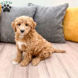 Holly, Mini Goldendoodle Puppy