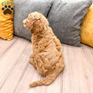 Holly, Mini Goldendoodle Puppy