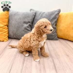 Holly, Mini Goldendoodle Puppy