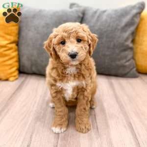 Holly, Mini Goldendoodle Puppy