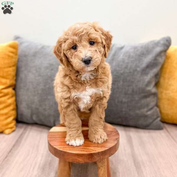Holly, Mini Goldendoodle Puppy