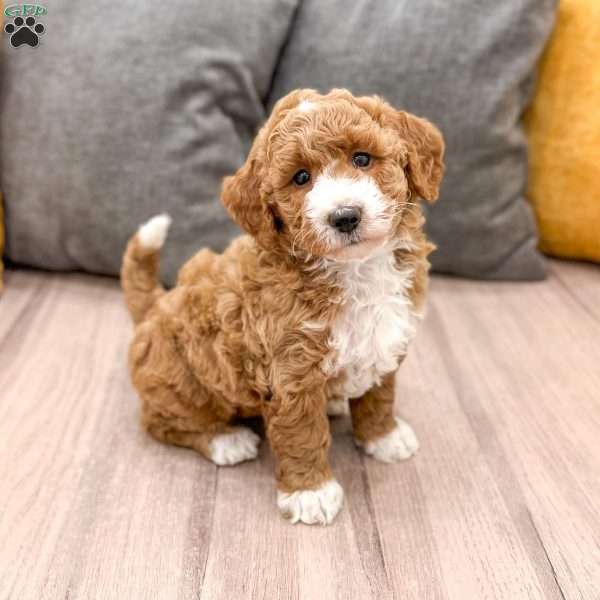Hannah, Mini Goldendoodle Puppy