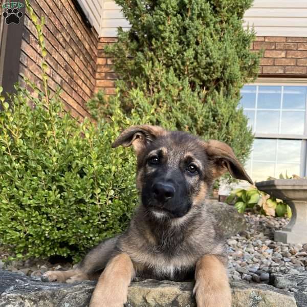 Teya, German Shepherd Puppy