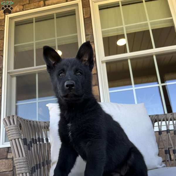 Koda, German Shepherd Puppy