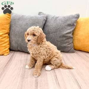 Barbie, Mini Goldendoodle Puppy