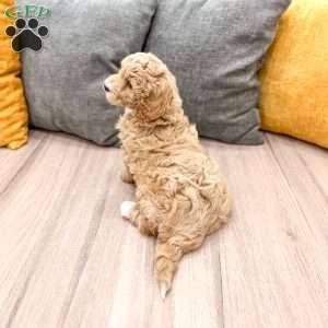 Barbie, Mini Goldendoodle Puppy