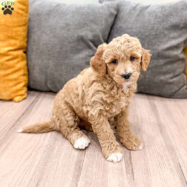 Barbie, Mini Goldendoodle Puppy
