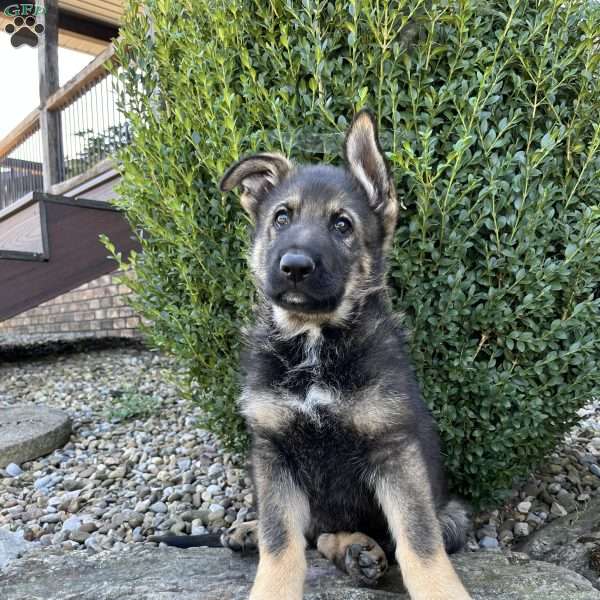 Cash, German Shepherd Puppy