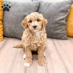 Barbie, Mini Goldendoodle Puppy