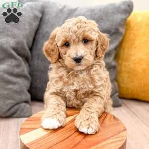 Barbie, Mini Goldendoodle Puppy