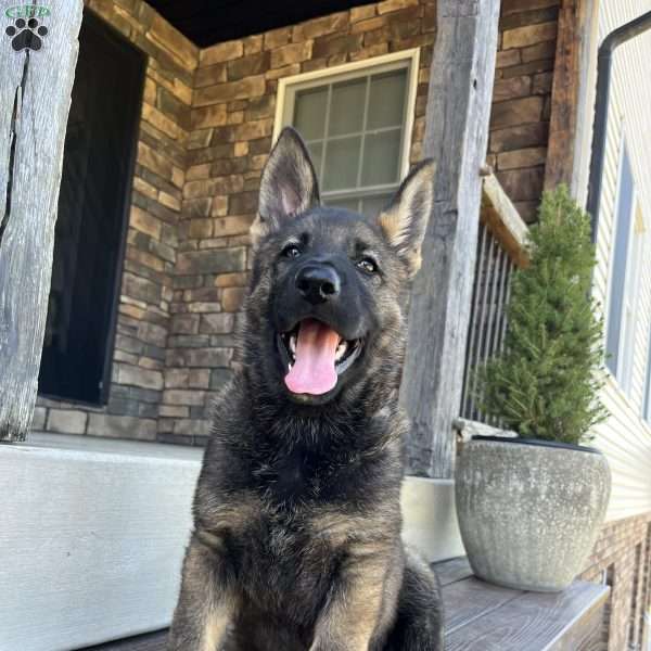 Vinnie, German Shepherd Puppy