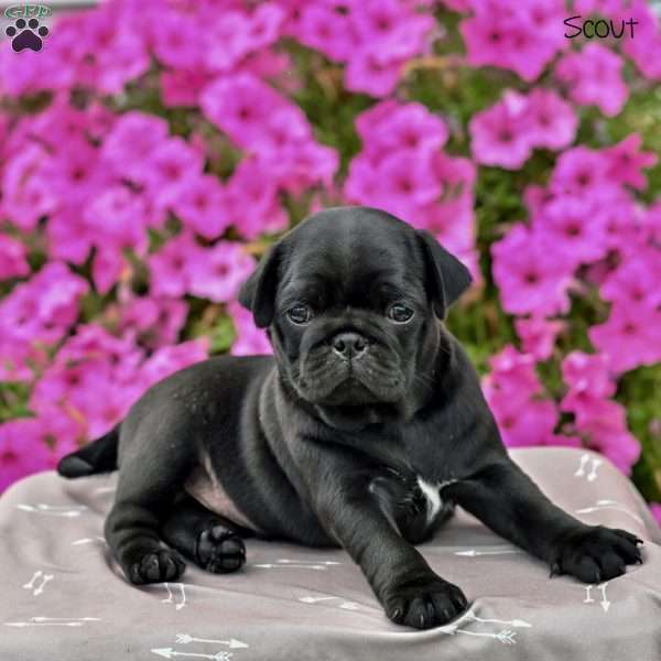 Scout, Pug Puppy