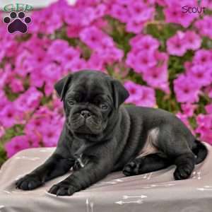 Scout, Pug Puppy