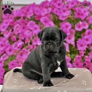 Scout, Pug Puppy