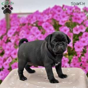 Sparkle, Pug Puppy