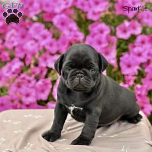 Sparkle, Pug Puppy