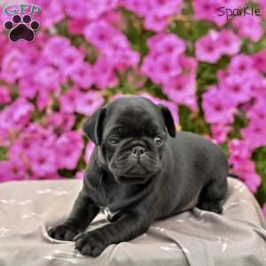 Sparkle, Pug Puppy