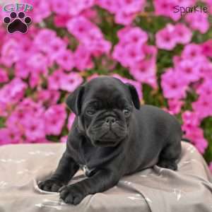 Sparkle, Pug Puppy