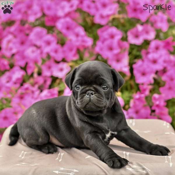 Sparkle, Pug Puppy