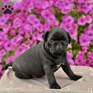 Sparkle, Pug Puppy