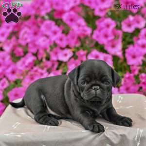 Skittles, Pug Puppy