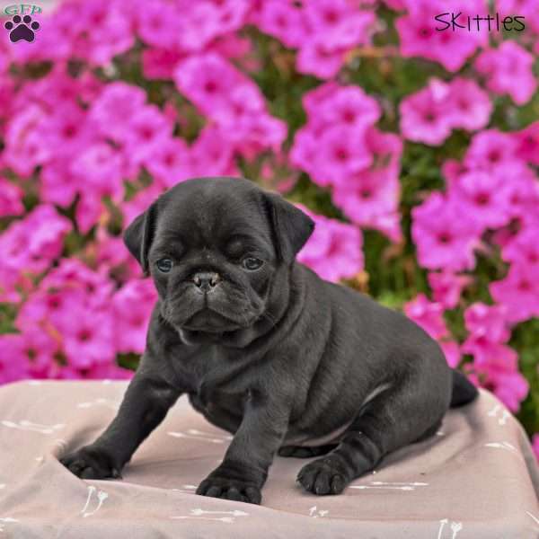 Skittles, Pug Puppy