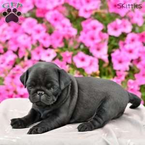 Skittles, Pug Puppy