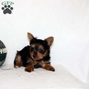 Jaya, Yorkie Puppy