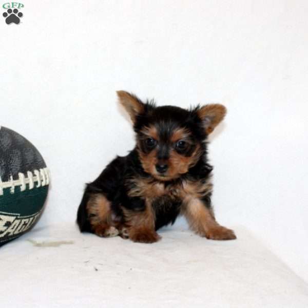 Jaya, Yorkie Puppy