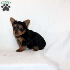 Jaya, Yorkie Puppy
