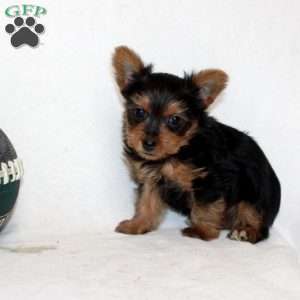 Jaya, Yorkie Puppy