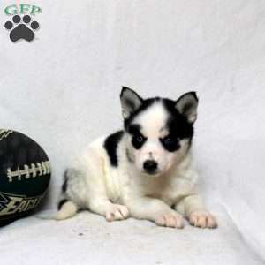 Molly, Pomsky Puppy