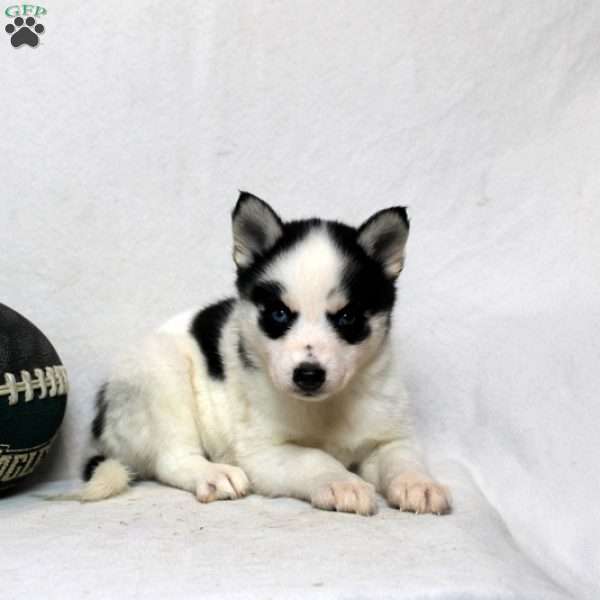 Molly, Pomsky Puppy
